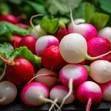 Baby Red Radish